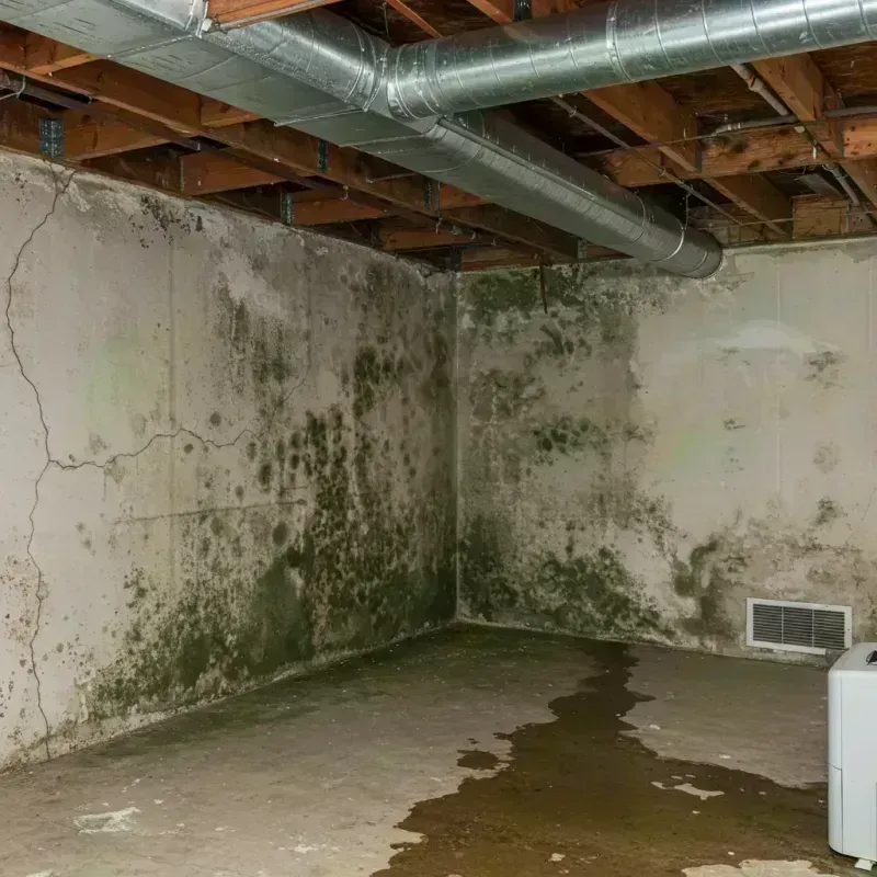 Professional Mold Removal in San Saba, TX